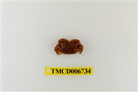 藏品(絨毛近方蟹)的圖片